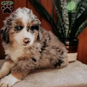 Mike, Bernedoodle Puppy