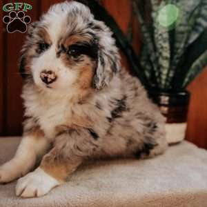 Mike, Bernedoodle Puppy