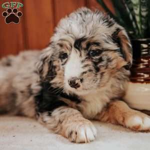 Missy, Bernedoodle Puppy