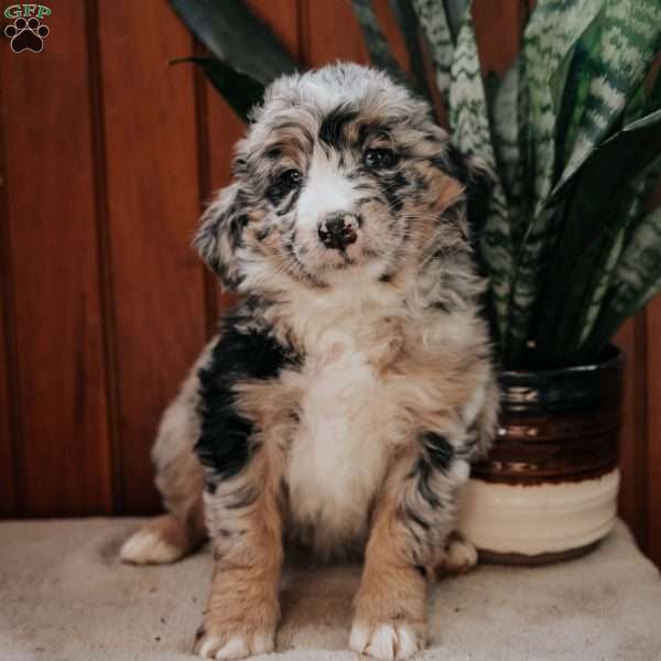 Missy, Bernedoodle Puppy