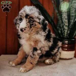 Missy, Bernedoodle Puppy