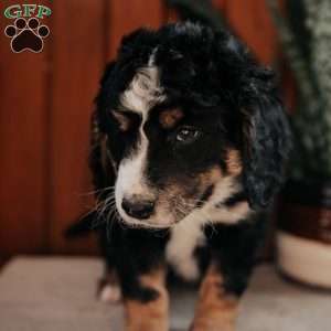 Molly, Bernedoodle Puppy