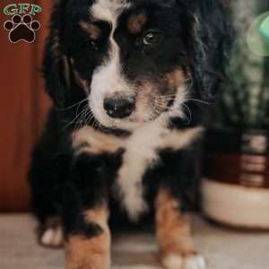 Molly, Bernedoodle Puppy