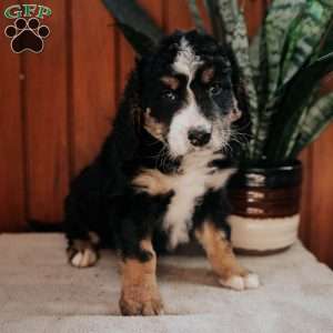 Molly, Bernedoodle Puppy