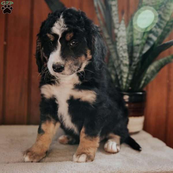 Molly, Bernedoodle Puppy