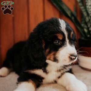 Moose, Bernedoodle Puppy