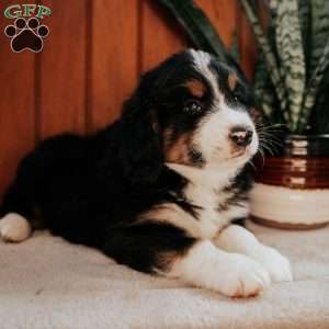 Moose, Bernedoodle Puppy