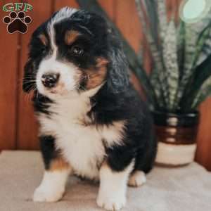 Moose, Bernedoodle Puppy
