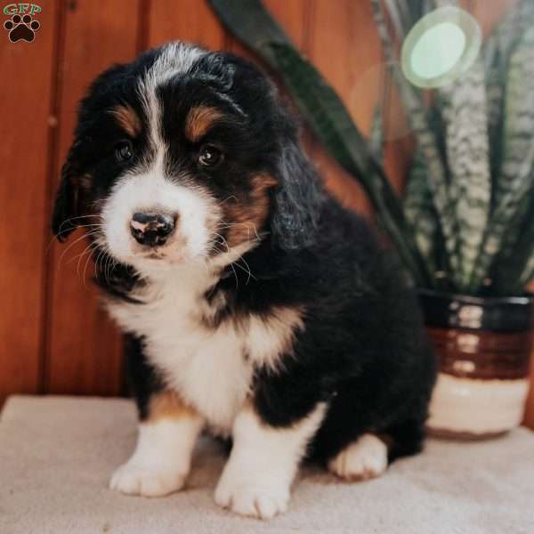 Moose, Bernedoodle Puppy