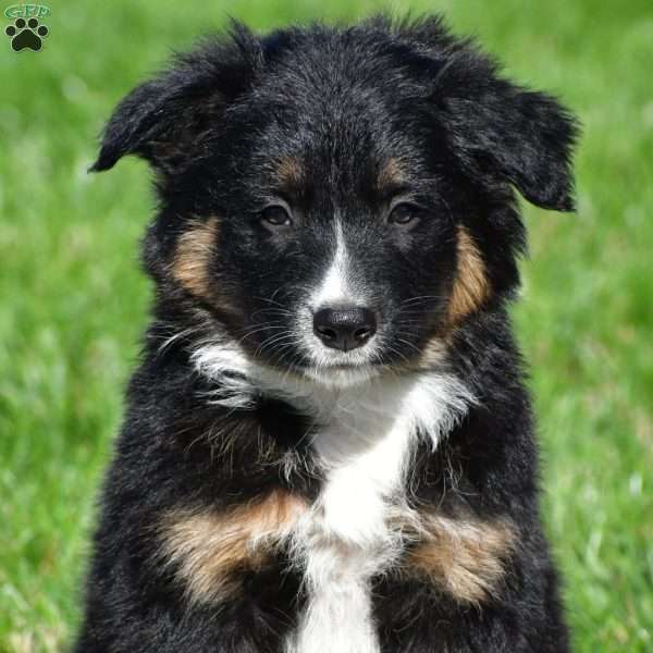 Ace, Australian Shepherd Puppy