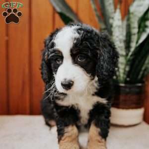 Pansy, Mini Bernedoodle Puppy