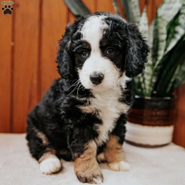 Pansy, Mini Bernedoodle Puppy