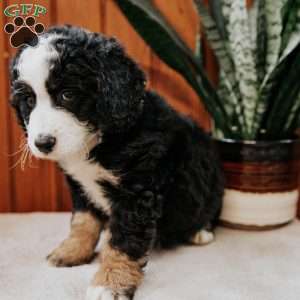Pansy, Mini Bernedoodle Puppy