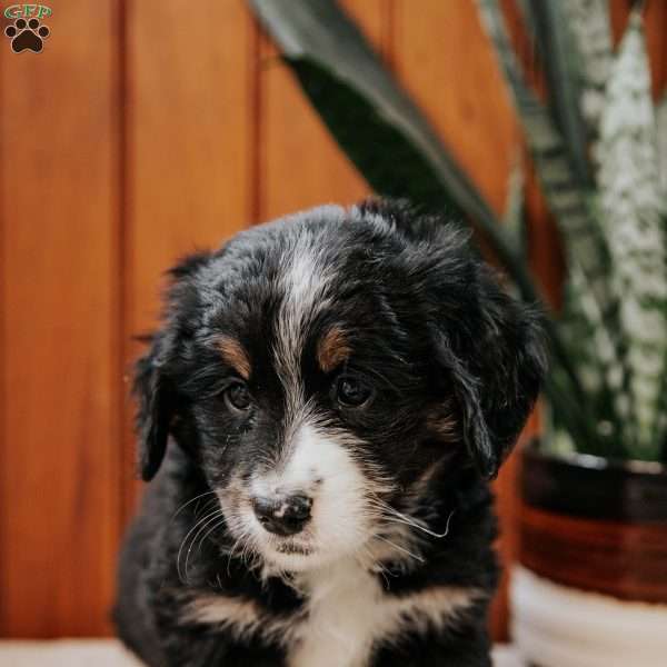 Patty, Mini Bernedoodle Puppy
