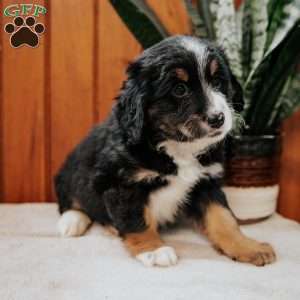 Patty, Mini Bernedoodle Puppy