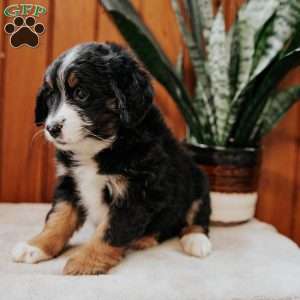 Patty, Mini Bernedoodle Puppy