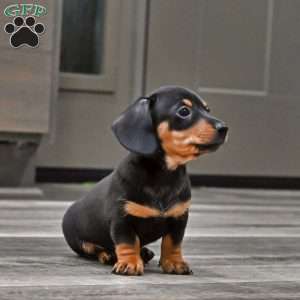 Peanut, Dachshund Puppy