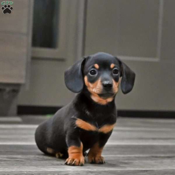 Peanut, Dachshund Puppy