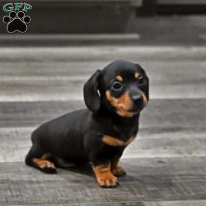 Peanut, Dachshund Puppy