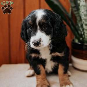 Pearl, Mini Bernedoodle Puppy