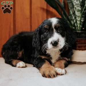 Pearl, Mini Bernedoodle Puppy