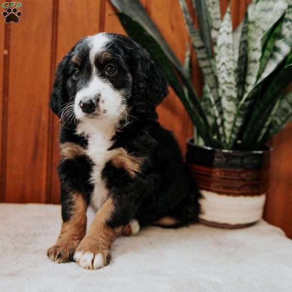 Pearl, Mini Bernedoodle Puppy