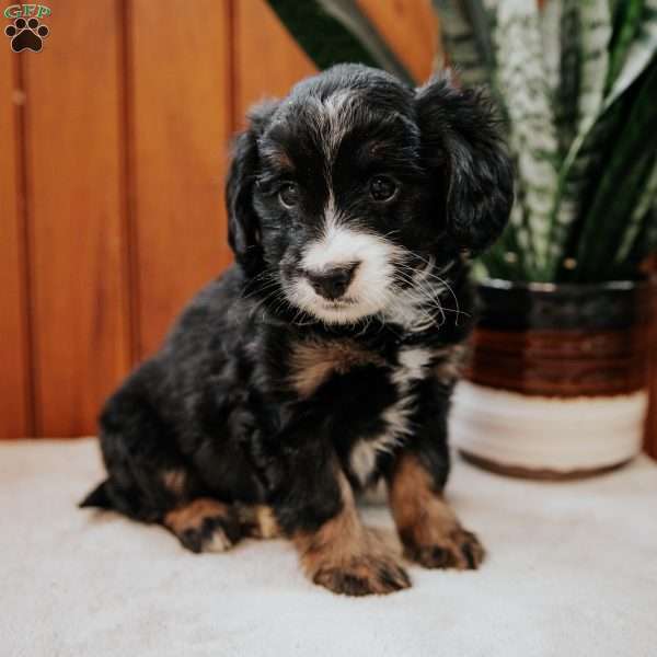 Peggy, Mini Bernedoodle Puppy