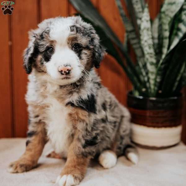 Peter, Mini Bernedoodle Puppy