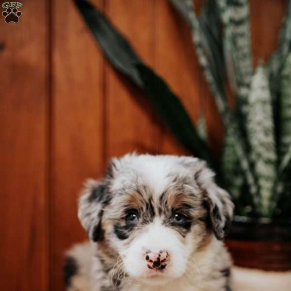 Piper, Mini Bernedoodle Puppy