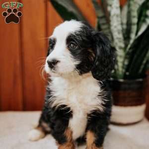 Pita, Mini Bernedoodle Puppy