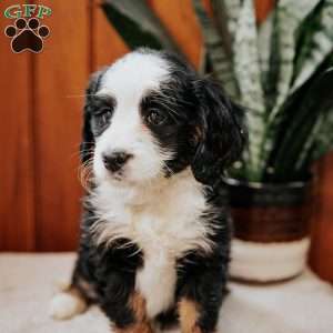 Pita, Mini Bernedoodle Puppy