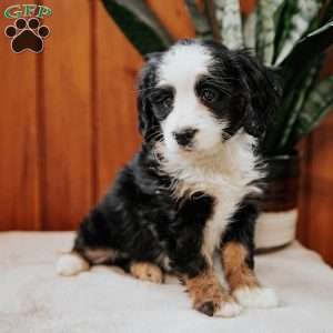 Pita, Mini Bernedoodle Puppy