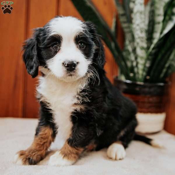 Pita, Mini Bernedoodle Puppy
