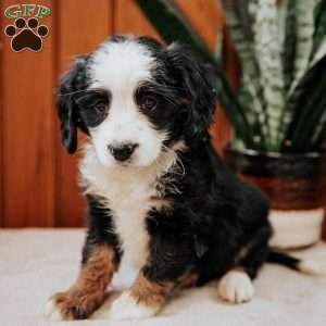 Pita, Mini Bernedoodle Puppy