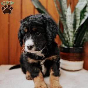 Posie, Mini Bernedoodle Puppy