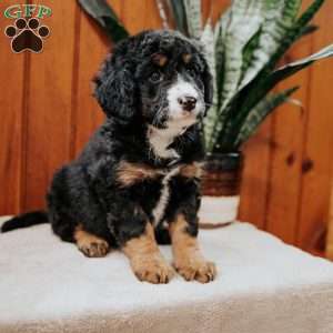 Posie, Mini Bernedoodle Puppy
