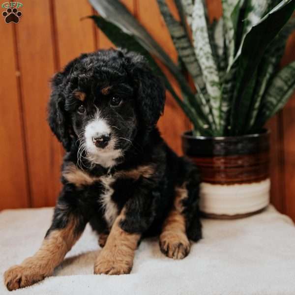 Posie, Mini Bernedoodle Puppy