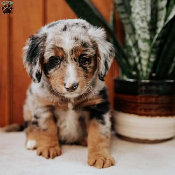 Princess, Mini Bernedoodle Puppy