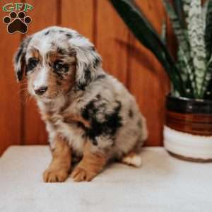 Princess, Mini Bernedoodle Puppy