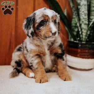 Princess, Mini Bernedoodle Puppy