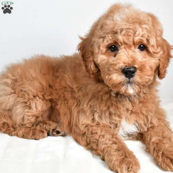 quinn, Cockapoo Puppy