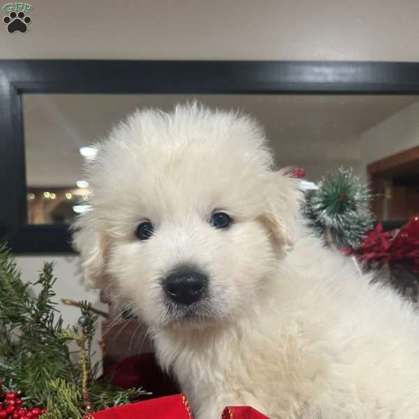 Rudolph, Great Pyrenees Puppy