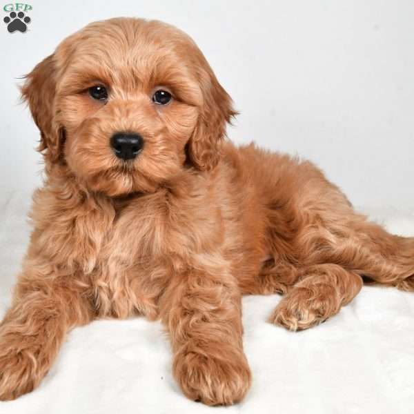 sadie, Cockapoo Puppy