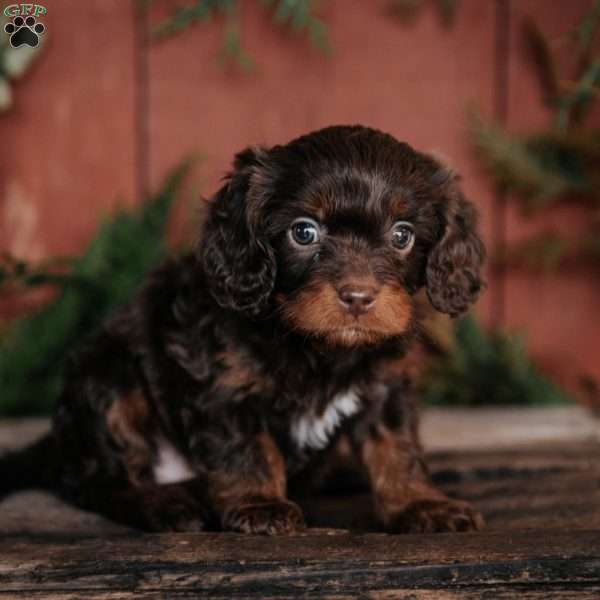 Sadie, Cavapoo Puppy