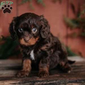 Sadie, Cavapoo Puppy