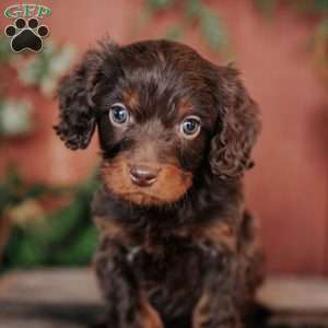Sammy, Cavapoo Puppy