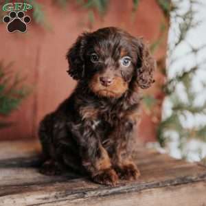 Sammy, Cavapoo Puppy