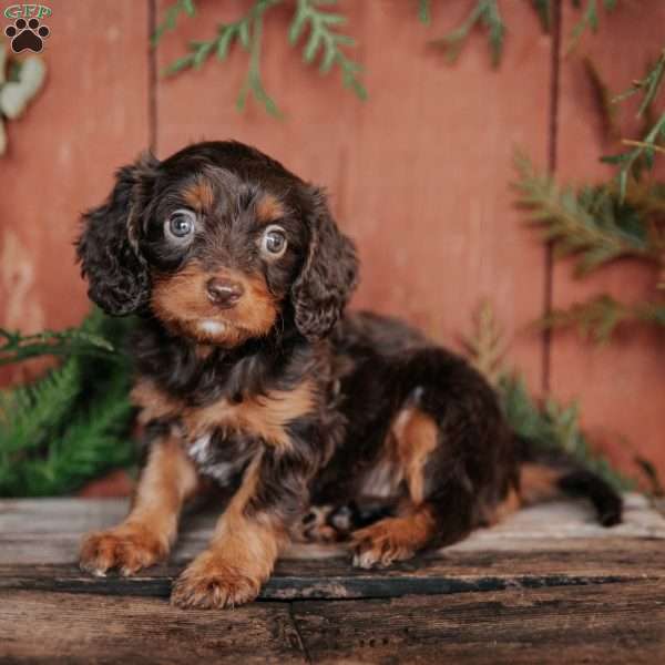 Serena, Cavapoo Puppy