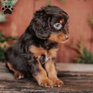 Serena, Cavapoo Puppy