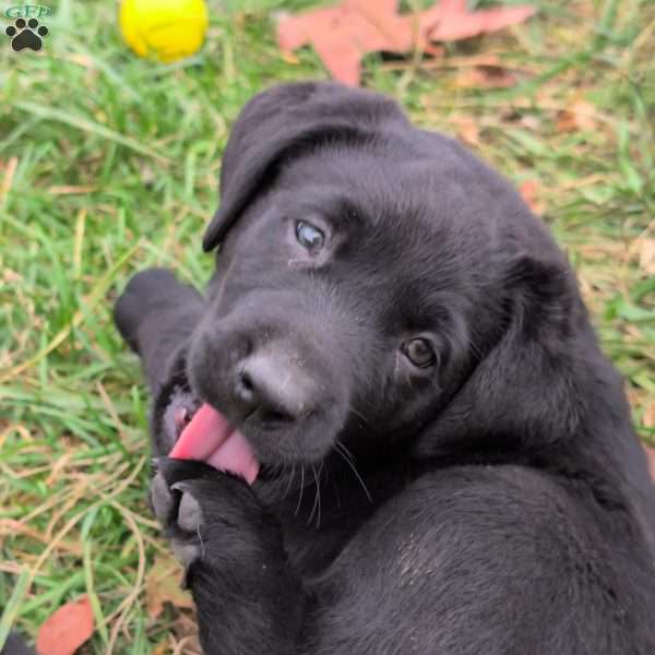 Ozzy, Black Labrador Retriever Puppy